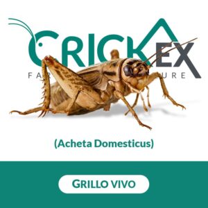 Grillo vivo